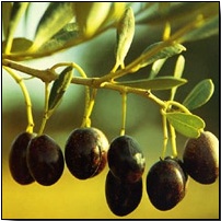 Aceitunas