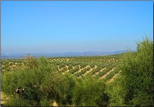 La Tienda La Almazara